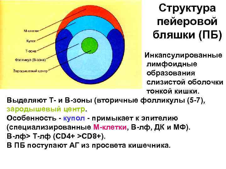 Структура пейеровой бляшки (ПБ) Инкапсулированные лимфоидные образования слизистой оболочки тонкой кишки. Выделяют Т- и