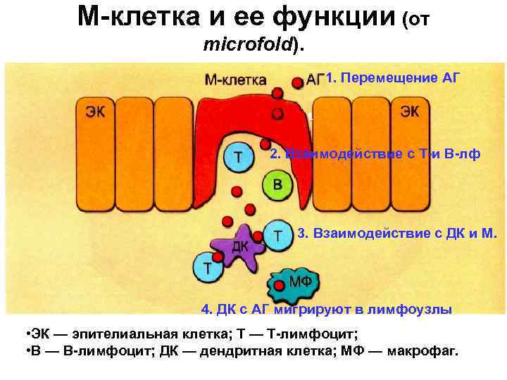 М-клетка и ее функции (от microfold). 1. Перемещение АГ 2. Взаимодействие с Т-и В-лф