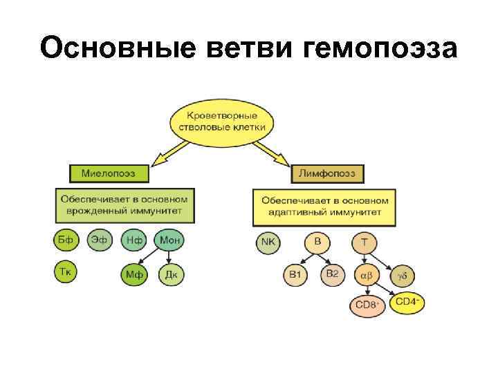 Основные ветви гемопоэза 