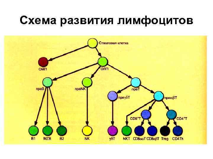 Схема развития лимфоцитов 