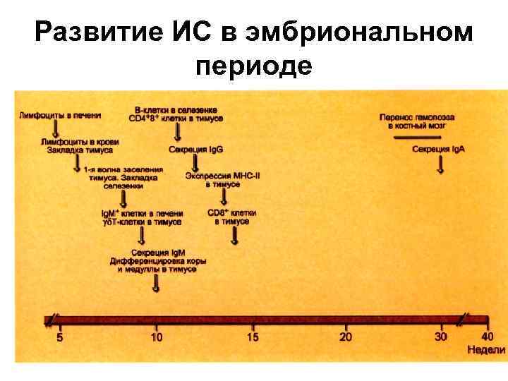 Развитие ИС в эмбриональном периоде 