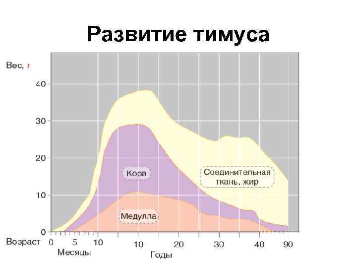 Развитие тимуса 