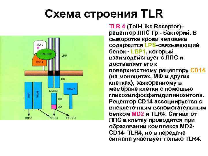 Схема строения TLR * TLR 4 (Toll-Like Receptor)– рецептор ЛПС Гр - бактерий. В