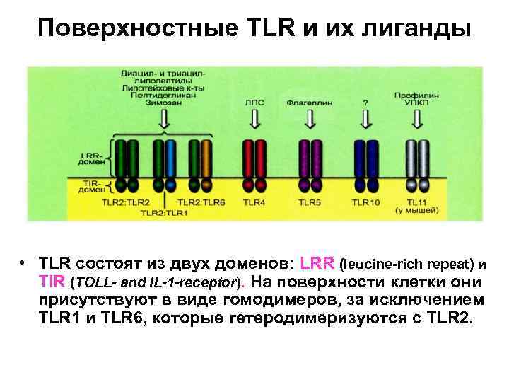 Поверхностные TLR и их лиганды • TLR состоят из двух доменов: LRR (leucine-rich repeat)