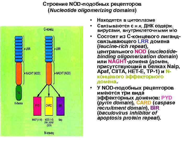 Строение NOD-подобных рецепторов (Nucleotide oligomerizing domains) • • Находятся в цитоплазме Связываются с н.