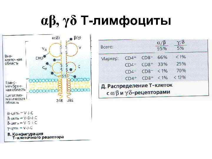 αβ, γδ Т-лимфоциты 