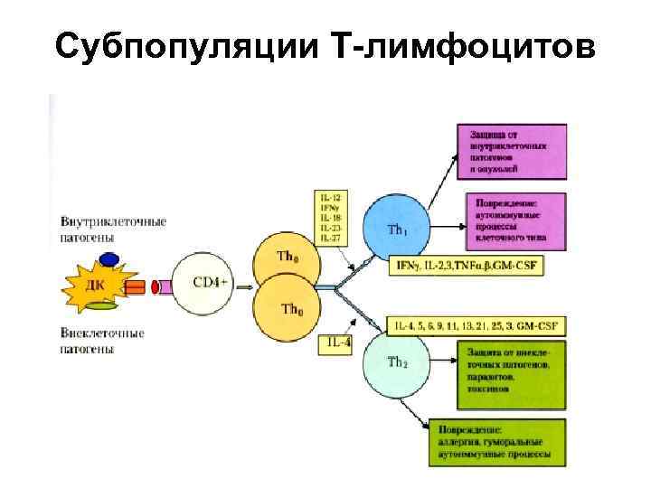 Субпопуляции Т-лимфоцитов 