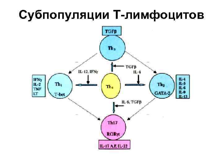 Популяции лимфоцитов. Основные субпопуляции лимфоцитов. Субпопуляции b лимфоцитов. Перечислите основные субпопуляции т лимфоцитов.. Адаптивные субпопуляции т-лимфоцитов.