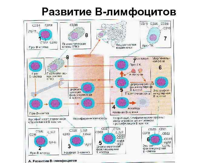Т и б клетки. Образование лимфоцитов схема. Стадии развития лимфоцитов. Стадии созревания лимфоцитов. B лимфоциты схема.