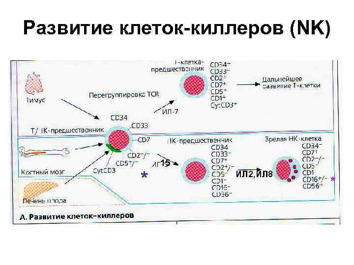 Количество т клеток. НК клетки иммунология. CD маркеры NK клеток. НК лимфоциты функции. Функции NK клеток иммунология.