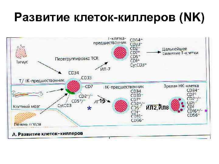 Развитие клеток-киллеров (NK) * 15 ИЛ 2, ИЛ 8 * 