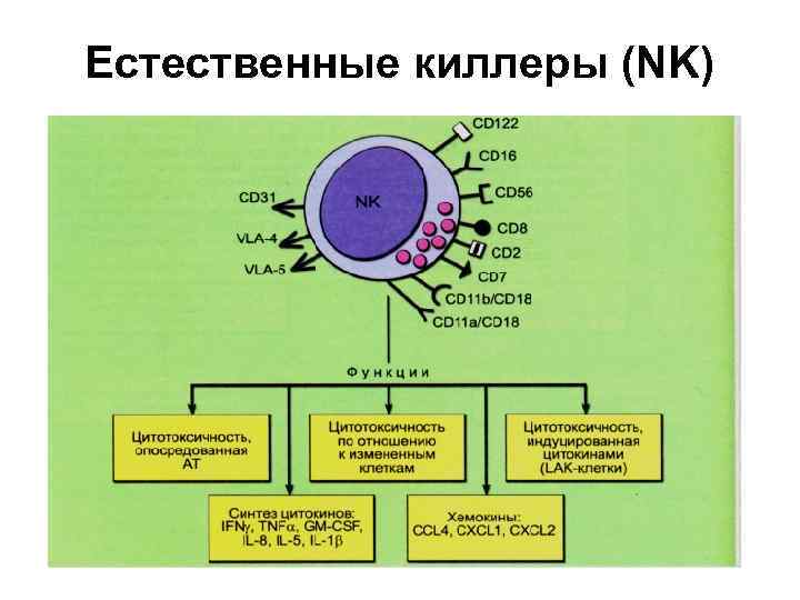 Естественные киллеры презентация