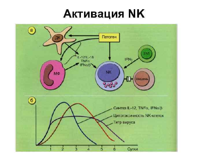 Активация NK 