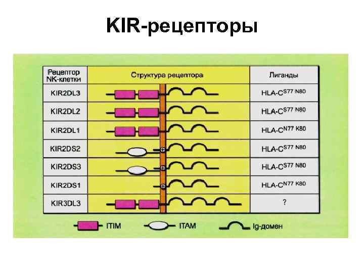 KIR-рецепторы 