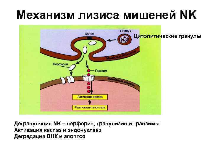 Механизм лизиса мишеней NK Цитолитические гранулы Дегрануляция NK – перфорин, гранулизин и гранзимы Активация