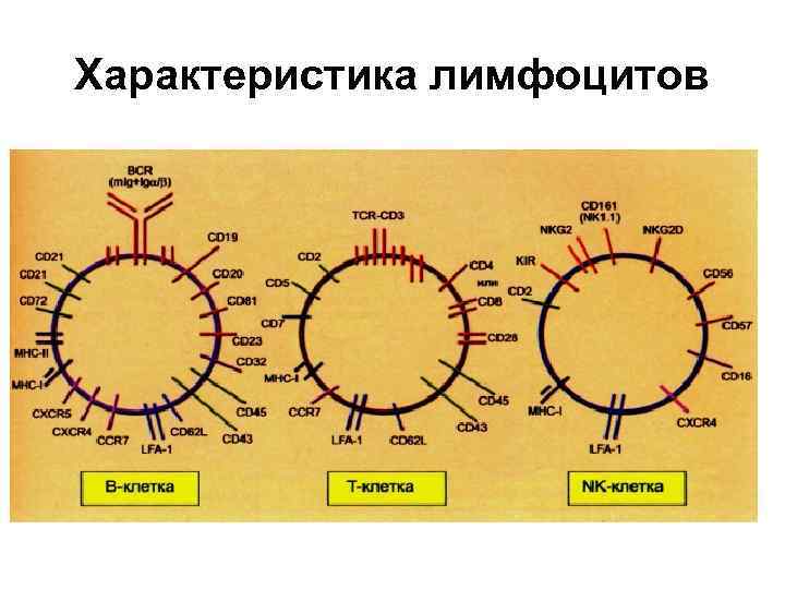 Характеристика лимфоцитов 