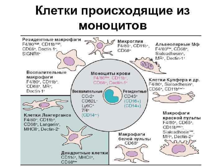 Клетки происходящие из моноцитов 