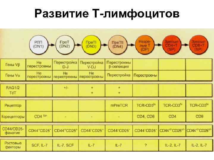 Развитие Т-лимфоцитов 