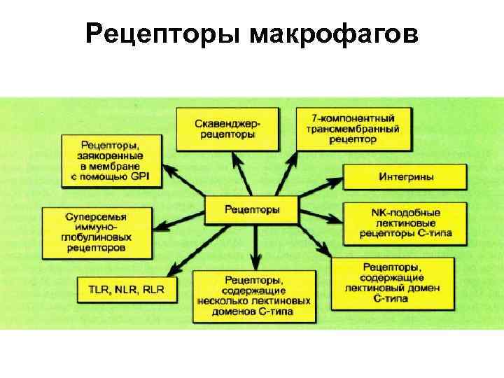 Рецепторы макрофагов 