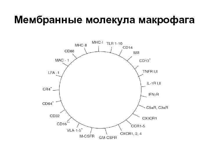 Мембранные молекула макрофага 