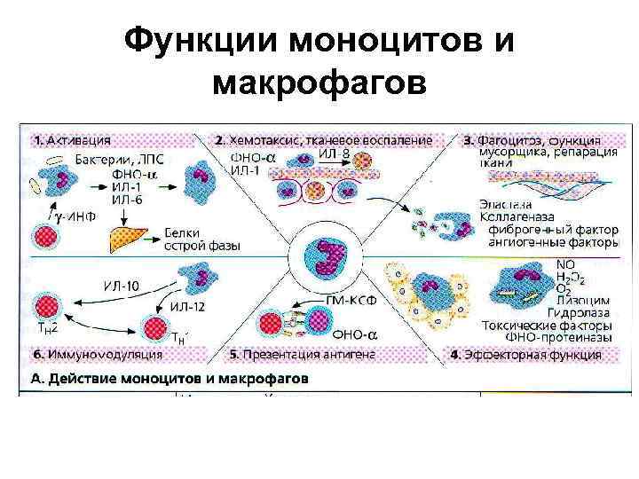 Активация макрофагов. Строение макрофагов иммунология. Функции макрофагов иммунология. Нейтрофилы фаза фагоцитоза. Этапы активации фагоцитов.