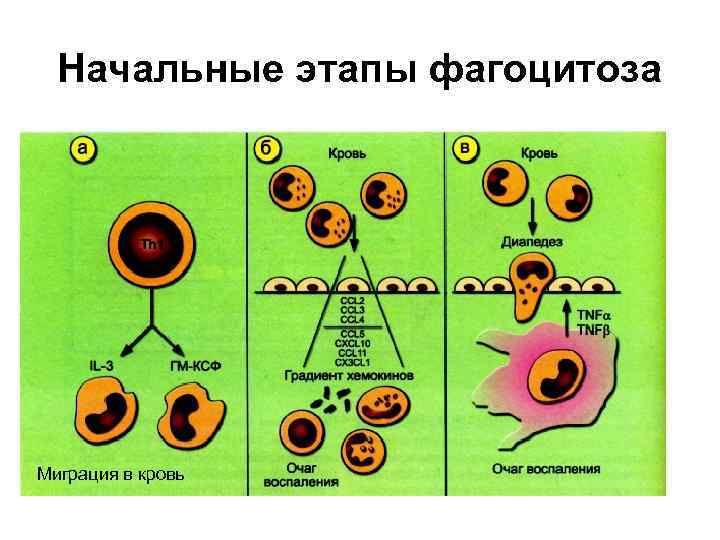 Начальные этапы фагоцитоза Миграция в кровь 