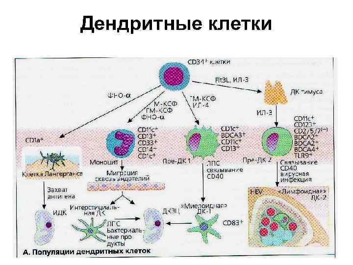 Иммунокомпетентные клетки презентация