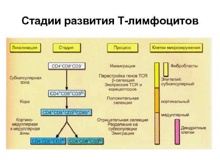 Созревание т лимфоцитов схема