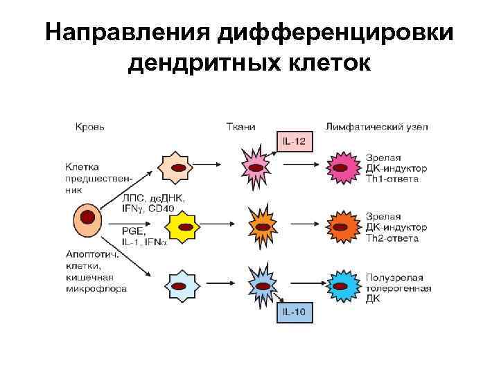 Иммунокомпетентные клетки схема