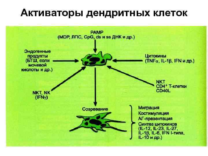 Активаторы дендритных клеток 