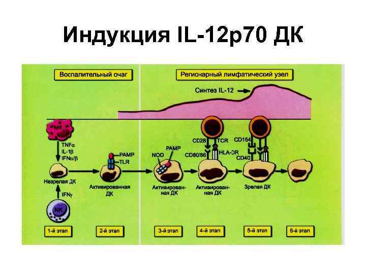 Индукция IL-12 p 70 ДК 