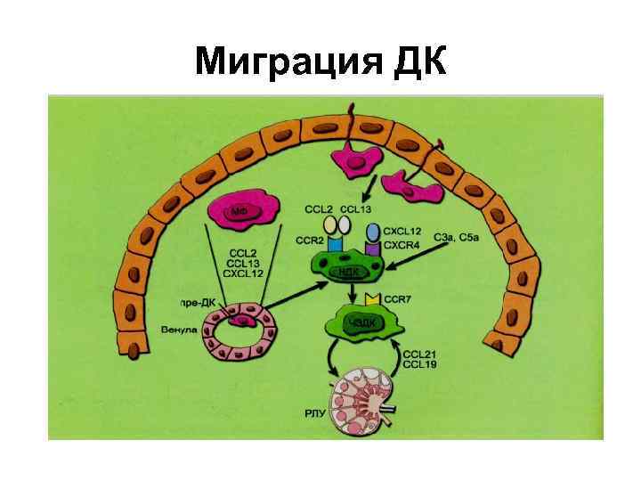 Миграция ДК 