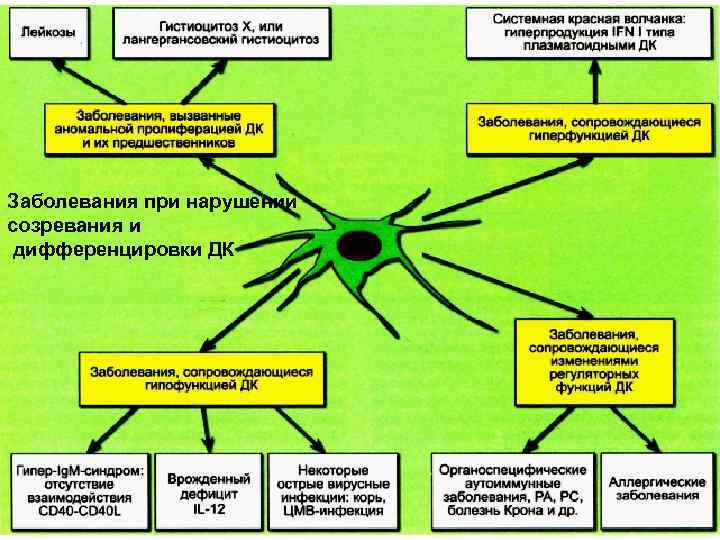 Заболевания при нарушении созревания и дифференцировки ДК 