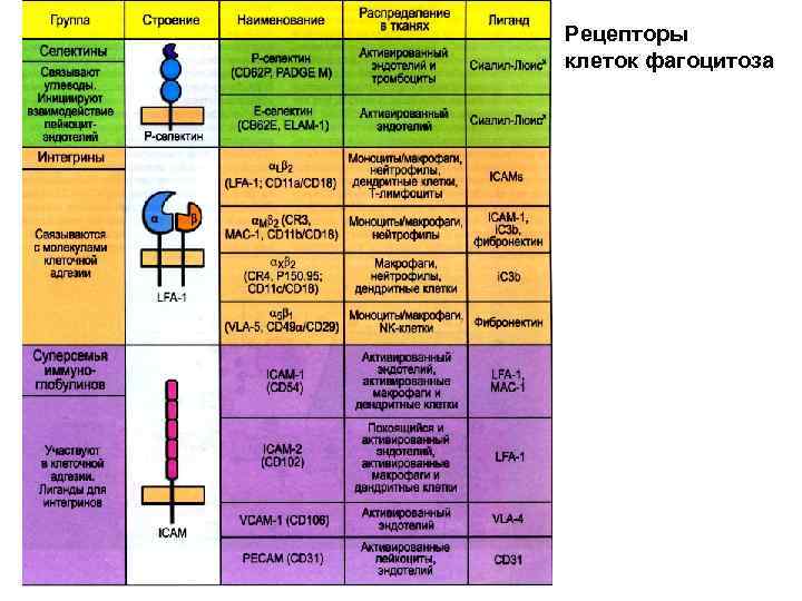 Рецепторы клеток фагоцитоза 