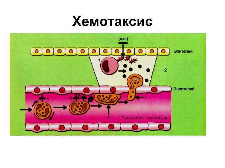 Строение хемотаксиса