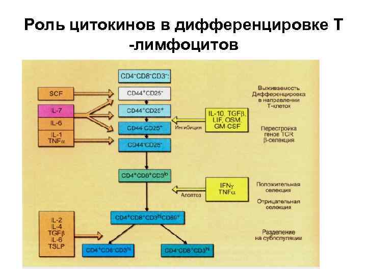 Созревание т лимфоцитов схема