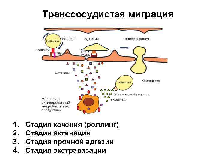 Транссосудистая миграция 1. 2. 3. 4. Стадия качения (роллинг) Стадия активации Стадия прочной адгезии