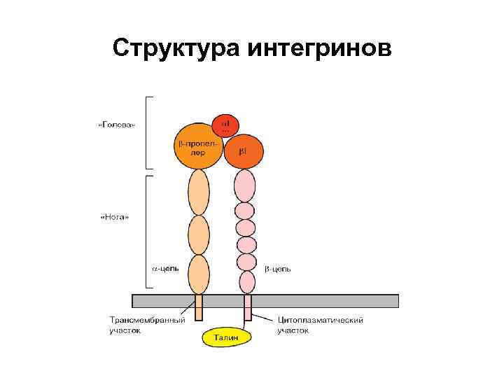 Структура интегринов 