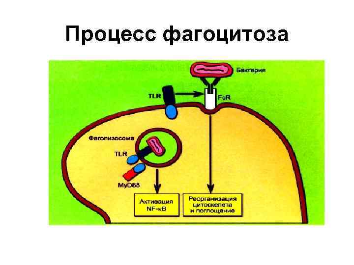 Процесс фагоцитоза 