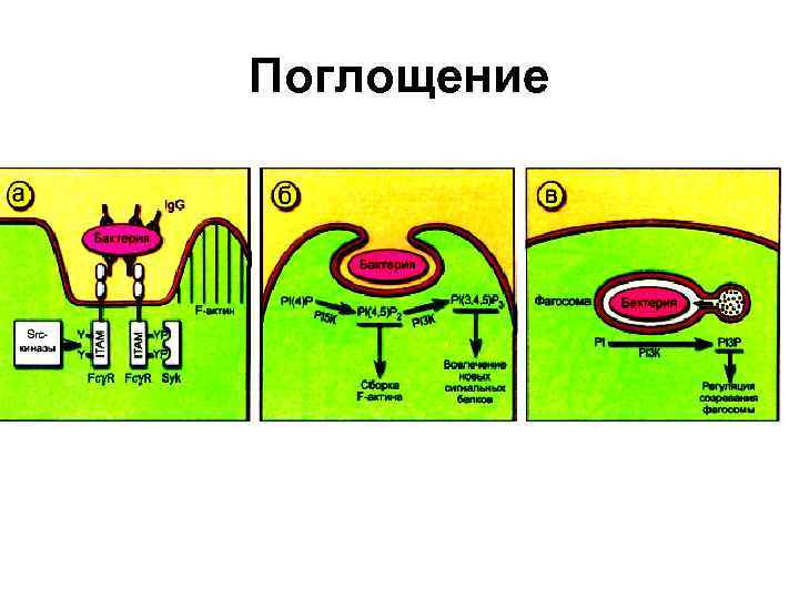 Поглощение 