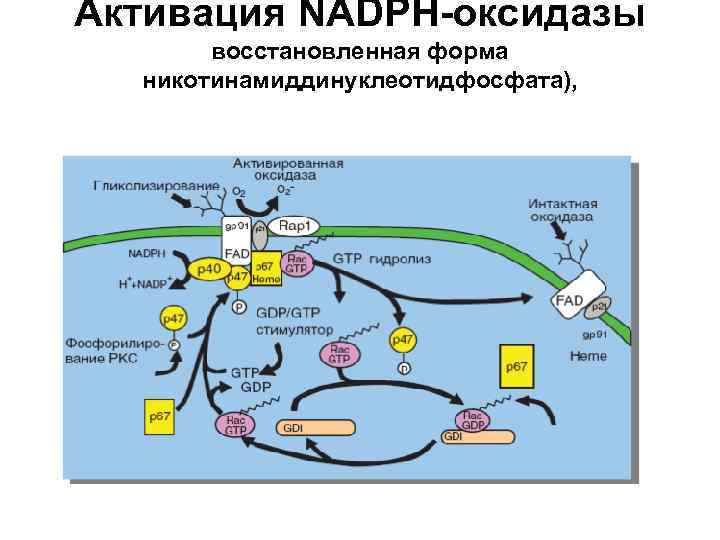 Активация NADPH-оксидазы восстановленная форма никотинамиддинуклеотидфосфата), 