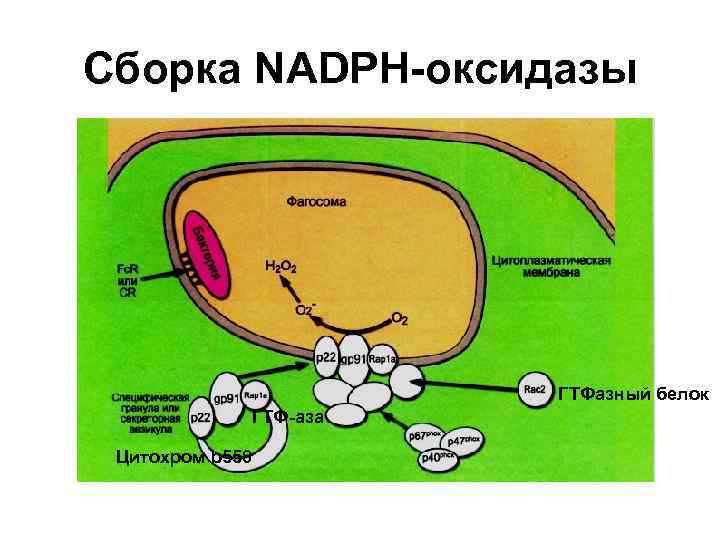 Сборка NADPH-оксидазы ГТФазный белок ГТФ-аза Цитохром b 558 