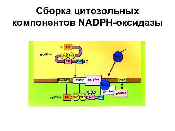 Сборка цитозольных компонентов NADPH-оксидазы 