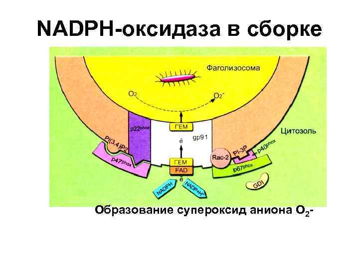 NADPH-оксидаза в сборке Образование супероксид аниона О 2 - 