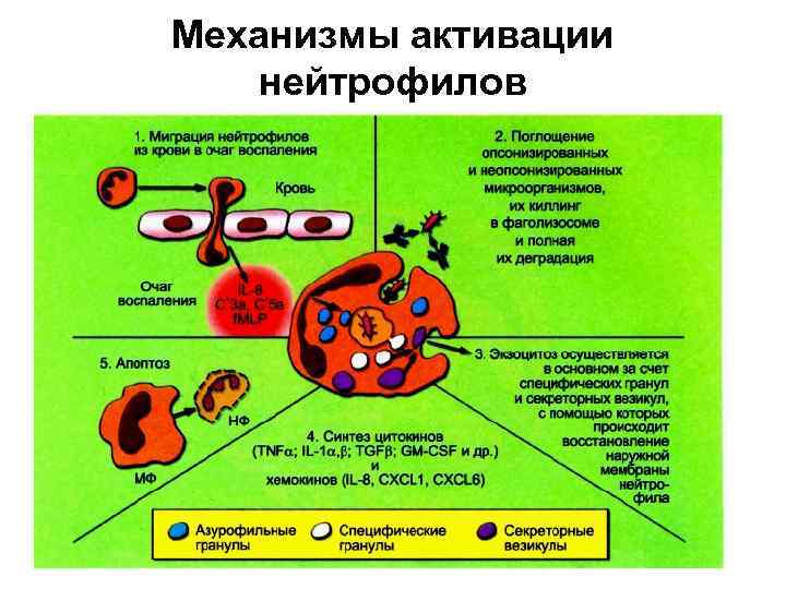 Механизмы активации нейтрофилов 