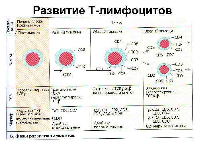 Как обозначаются лимфоциты в крови. Схема дифференцировки т и в лимфоцитов. Этапы развития т лимфоцитов в тимусе. Схема дифференцировки в лимфоцитов. Этапы дифференцировки т лимфоцитов иммунология.