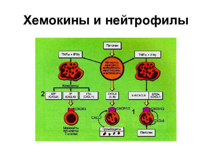 Хемокины и нейтрофилы 2 1 