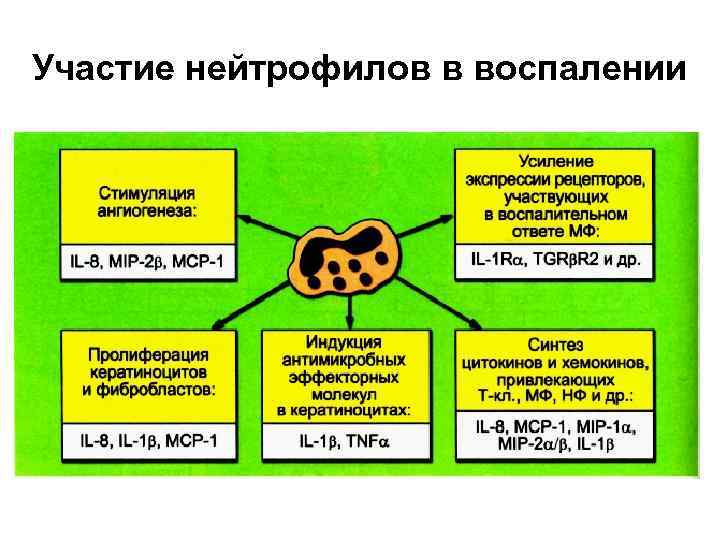 Участие нейтрофилов в воспалении 