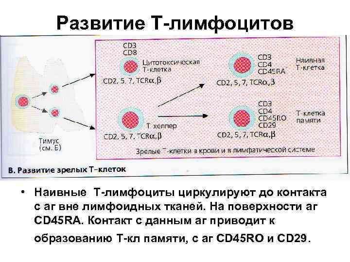 Развитие Т-лимфоцитов • Наивные Т-лимфоциты циркулируют до контакта с аг вне лимфоидных тканей. На