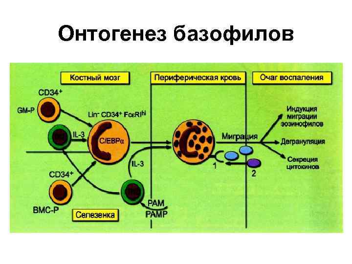 Онтогенез базофилов 